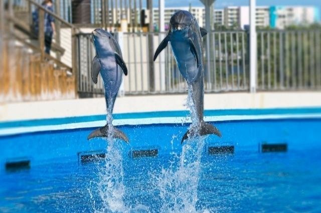 Dolphins jumping at Gulfarium Marine Adventure Park