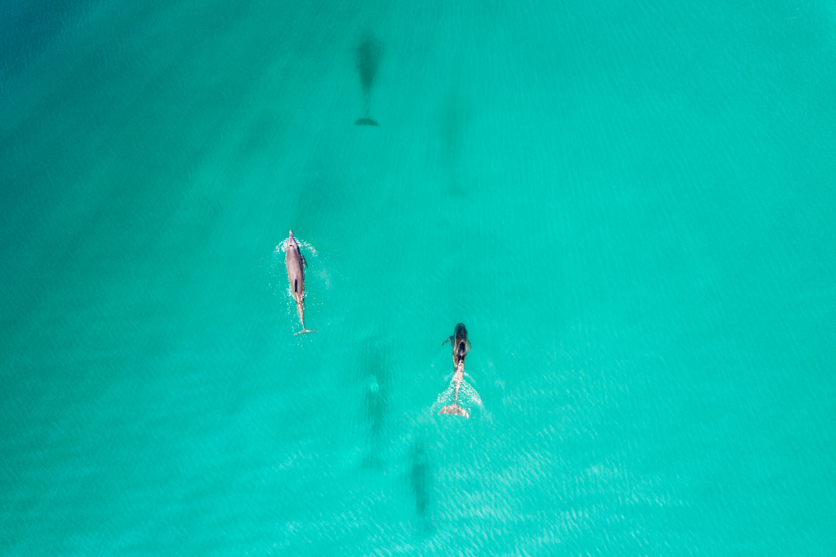 aerial view of dolphins seen while parasailing in Destin