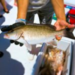 fish caught during a Destin party boat fishing trip