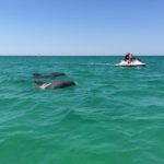 up-close dolphin encounter from a Destin jet ski rental