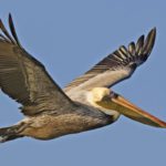 Pelican spotted while boating in Destin-FWB