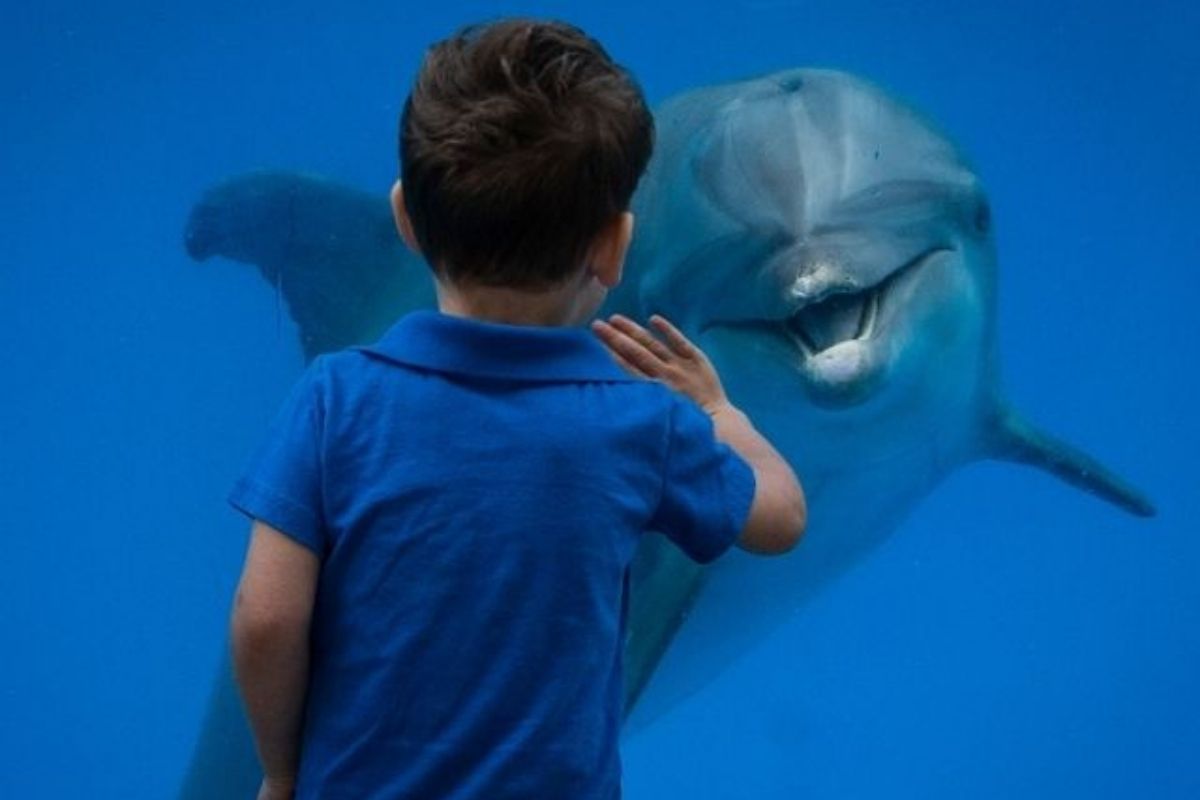 Gulfarium Marine Adventure Park dolphin encounter