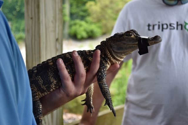 alligator encounter at Gulfarium Marine Adventure Park