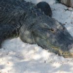 alligator exhibit at The Gulfarium