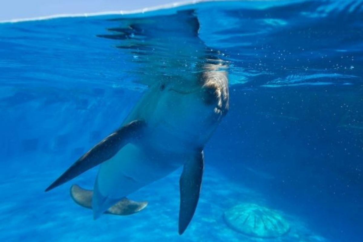 dolphin at Gulfarium Marine Adventure Park