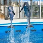 dolphin show at Gulfarium Marine Adventure Park