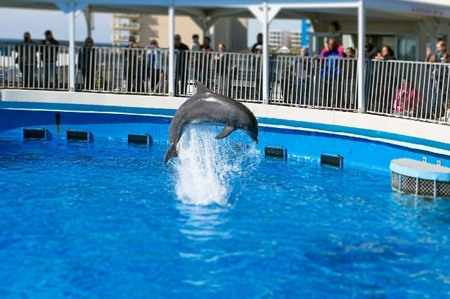 dolphin show at The Gulfarium