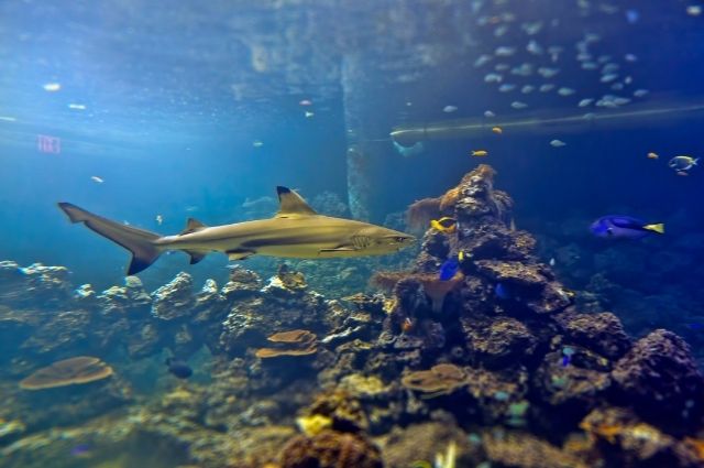 shark and tropical fish exhibit at The Gulfarium