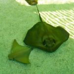 stingray encounter at Gulfarium Marine Adventure Park