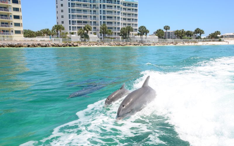 dolphin pod swimming in wake of boat gulf of mexico