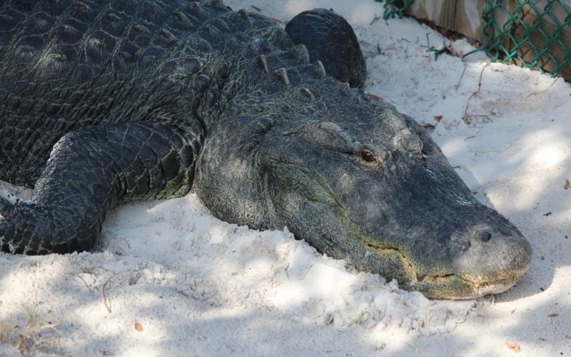 gulfarium-alligator-in-white-sand-fort-walton-beach